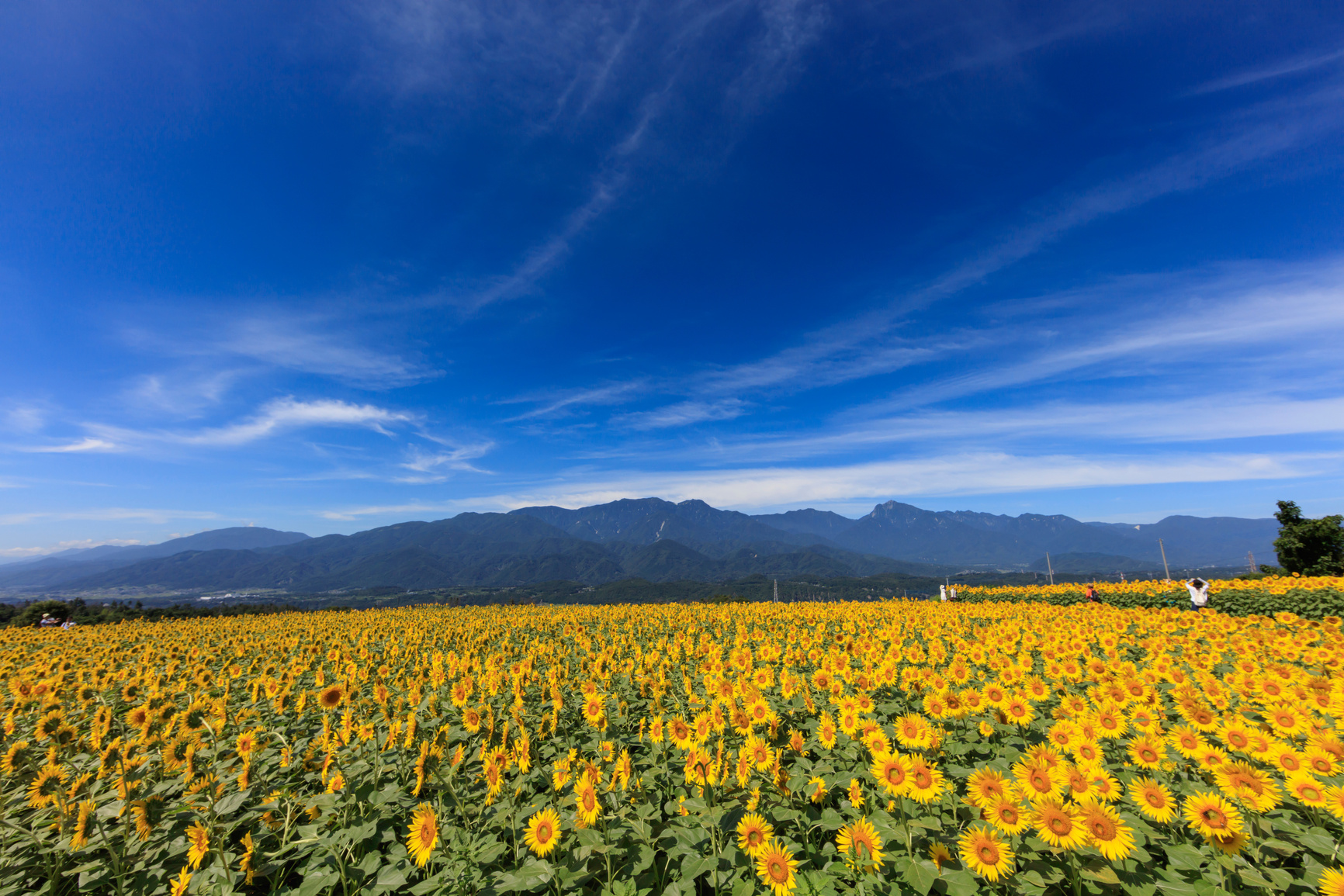 Yatsugatake and sunflower field in full bloom - August of Japan -