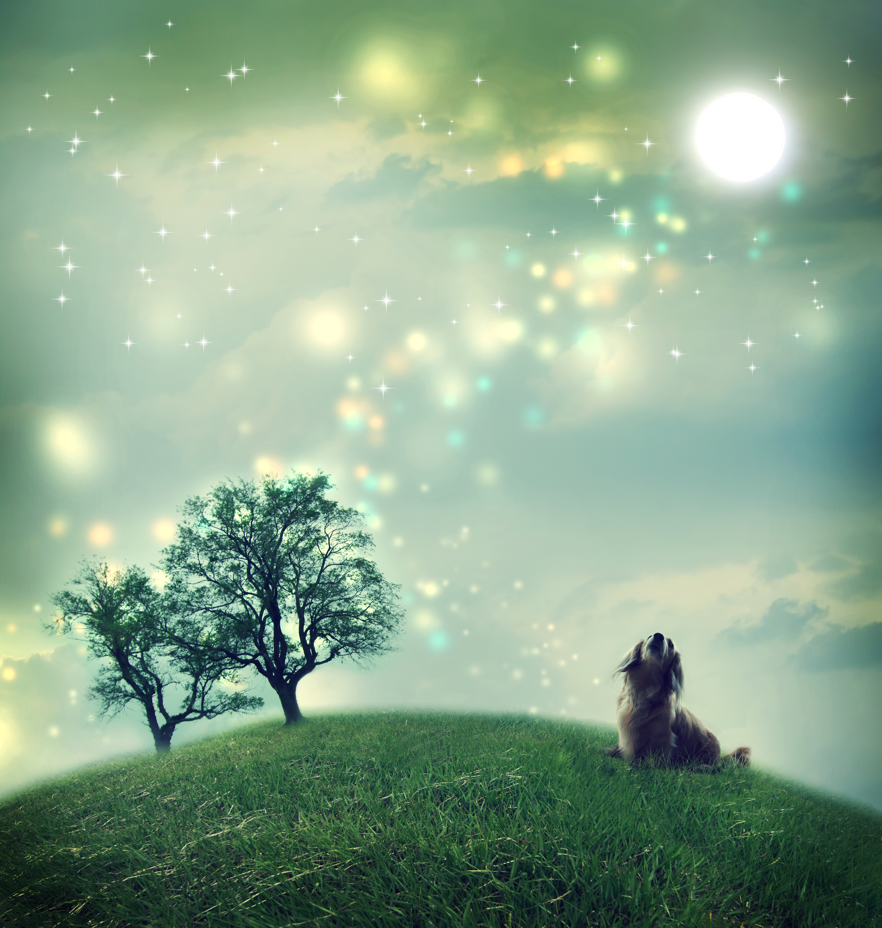 Dachshund dog in a magical landscape