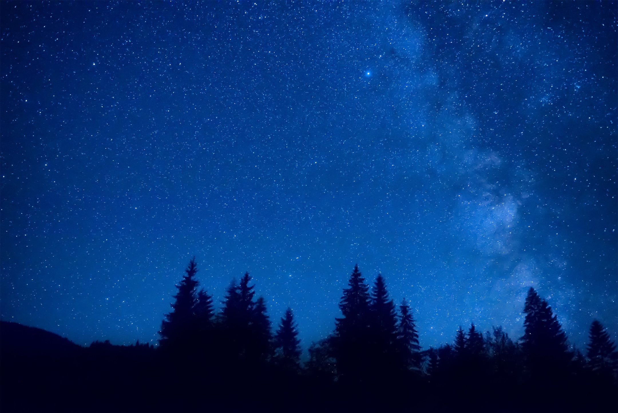 Forest and Night Sky