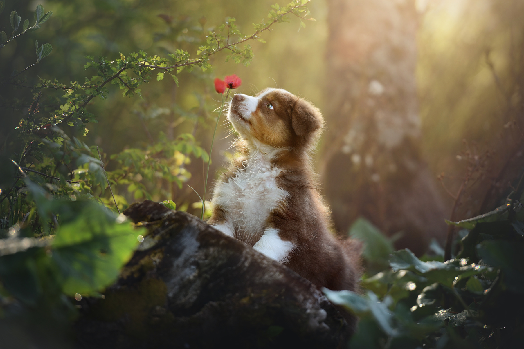 Puppy Dog Smelling a Flower  